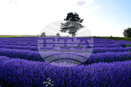 Село Духовец - лавандула