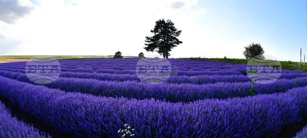 Село Духовец - лавандула