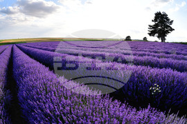 Село Духовец - лавандула