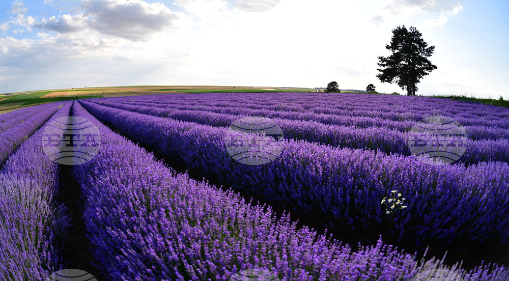 Село Духовец - лавандула
