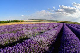 Село Духовец - лавандула
