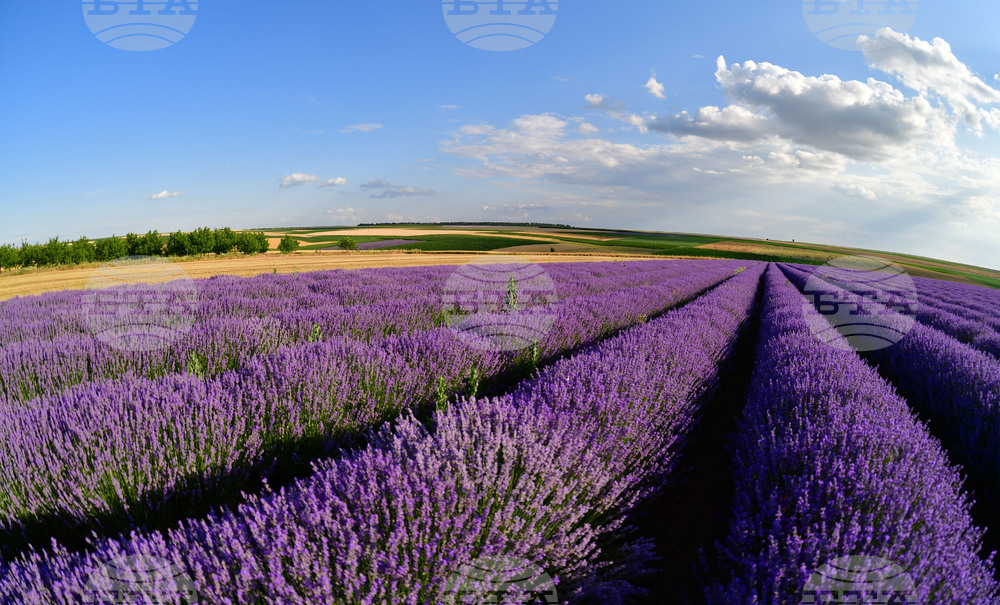 Село Духовец - лавандула
