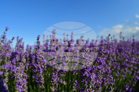 Село Духовец - лавандула