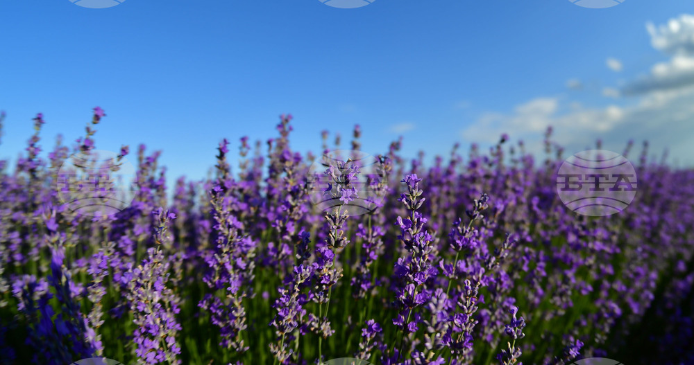 Село Духовец - лавандула