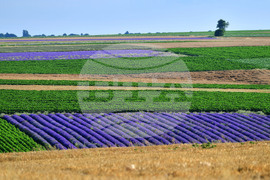 Село Духовец - лавандула