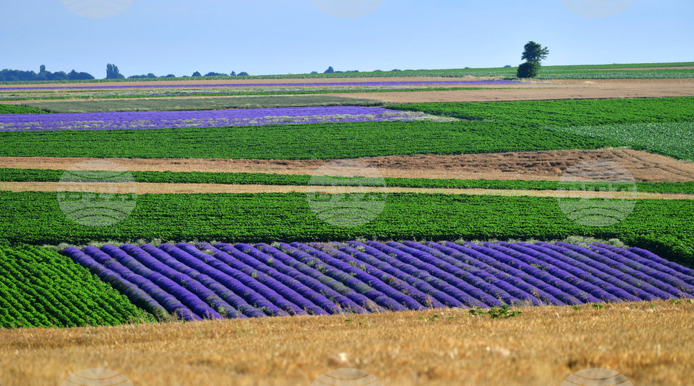 Село Духовец - лавандула