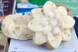 Варна - екология - фестивал