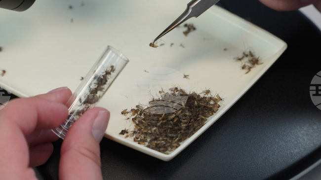 Броят на жертвите на западнонилската треска в Италия тази година нарасна на 9