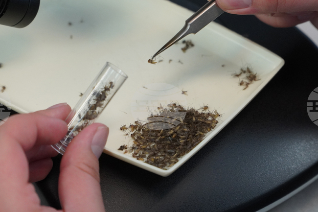 Броят на жертвите на западнонилската треска в Италия тази година нарасна на 9