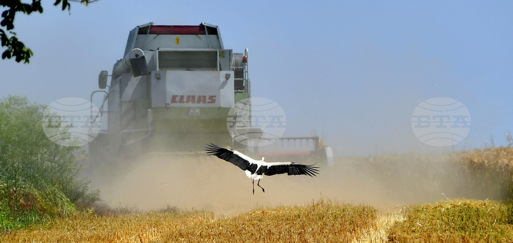 Село Тодорово - жътва - щъркели