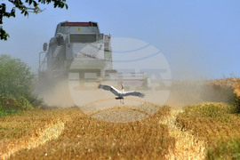 Село Тодорово - жътва - щъркели