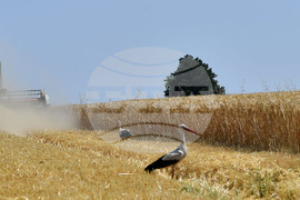 Село Тодорово - жътва - щъркели