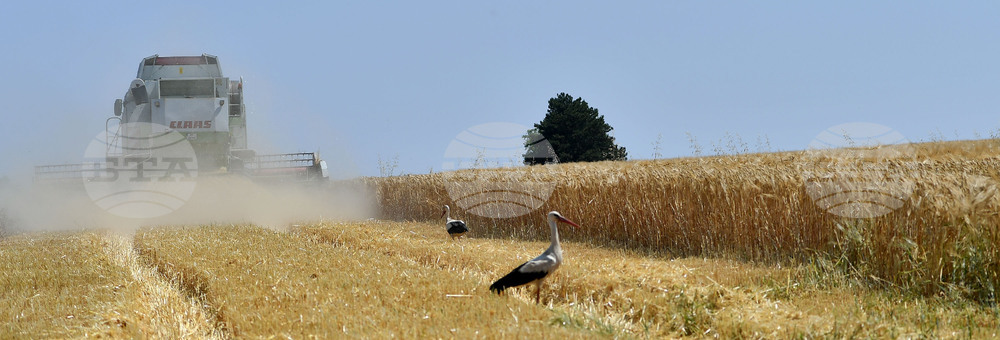 Село Тодорово - жътва - щъркели