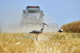 Село Тодорово - жътва - щъркели