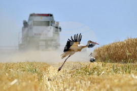 Село Тодорово - жътва - щъркели