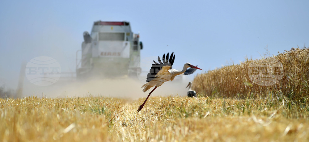Село Тодорово - жътва - щъркели