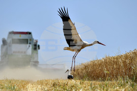 Село Тодорово - жътва - щъркели