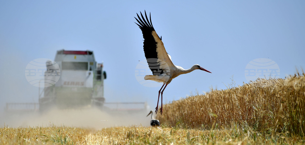 Село Тодорово - жътва - щъркели