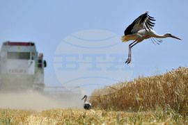 Село Тодорово - жътва - щъркели