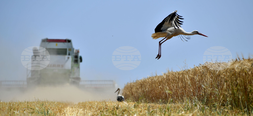 Село Тодорово - жътва - щъркели