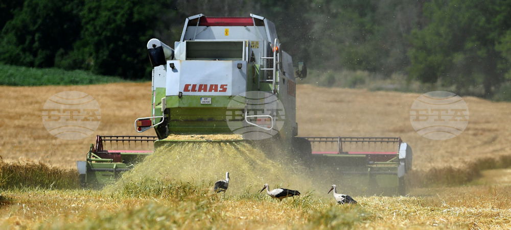Село Тодорово - жътва - щъркели