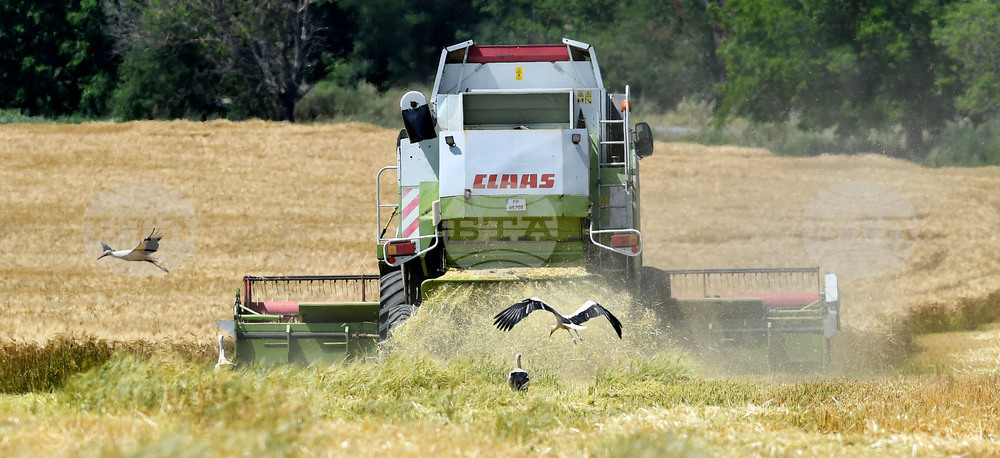 Село Тодорово - жътва - щъркели