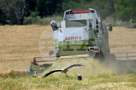 Село Тодорово - жътва - щъркели