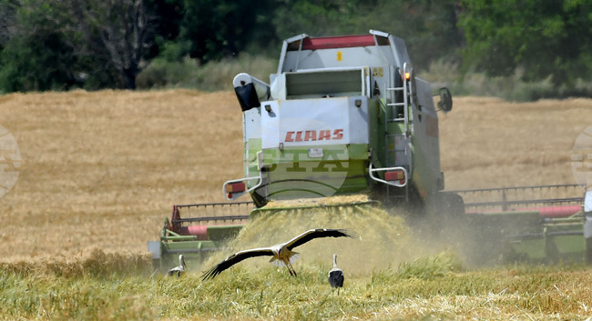Cabinet Adopts Annual Report on State and Development of Agriculture for 2025