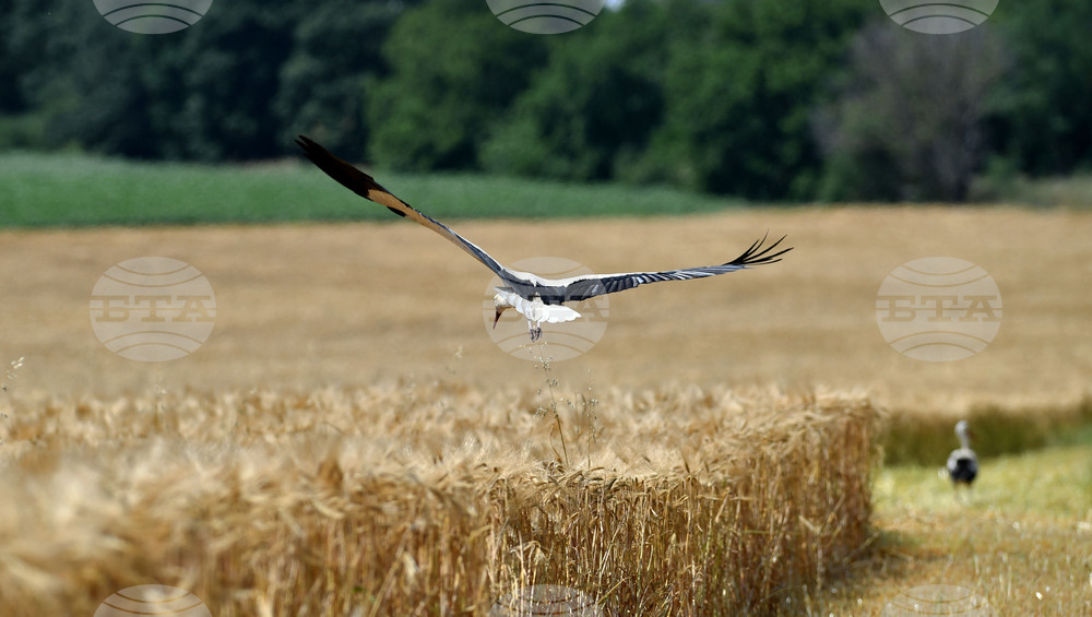 Село Тодорово - жътва - щъркели