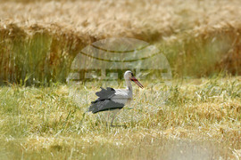 Село Тодорово - жътва - щъркели