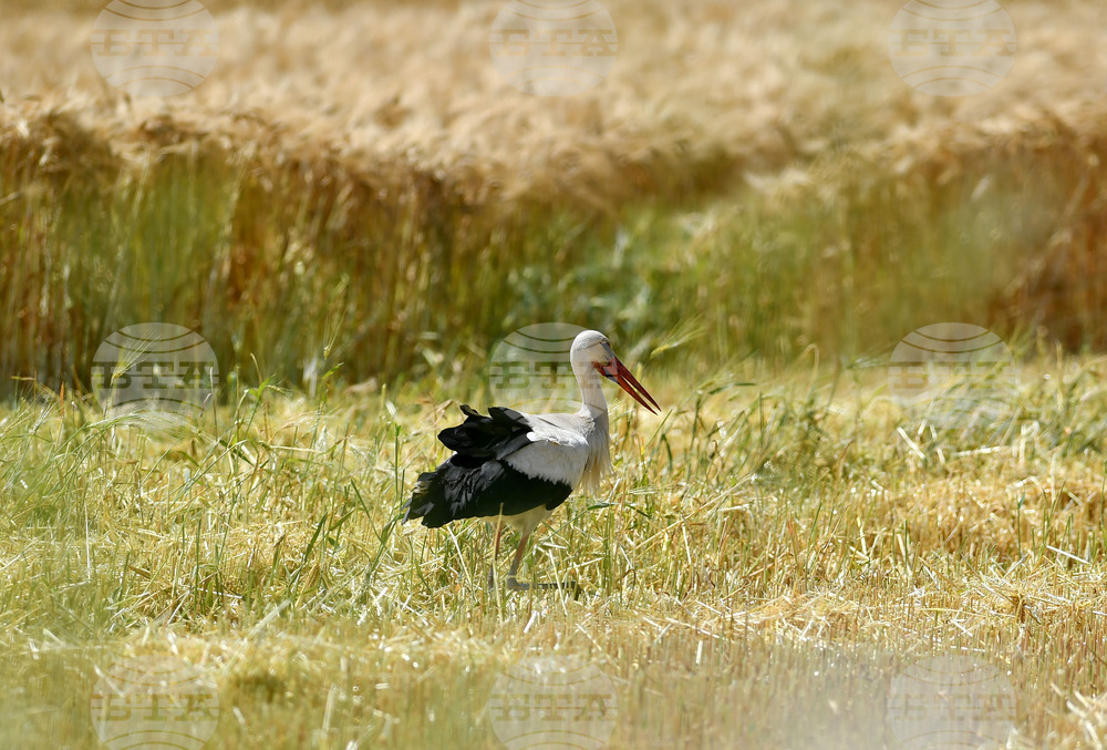 Село Тодорово - жътва - щъркели