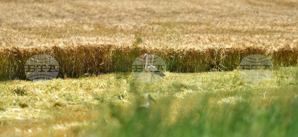 Село Тодорово - жътва - щъркели