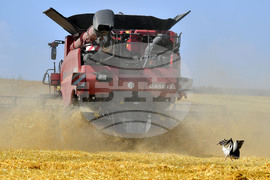 Село Тодорово - жътва - щъркели