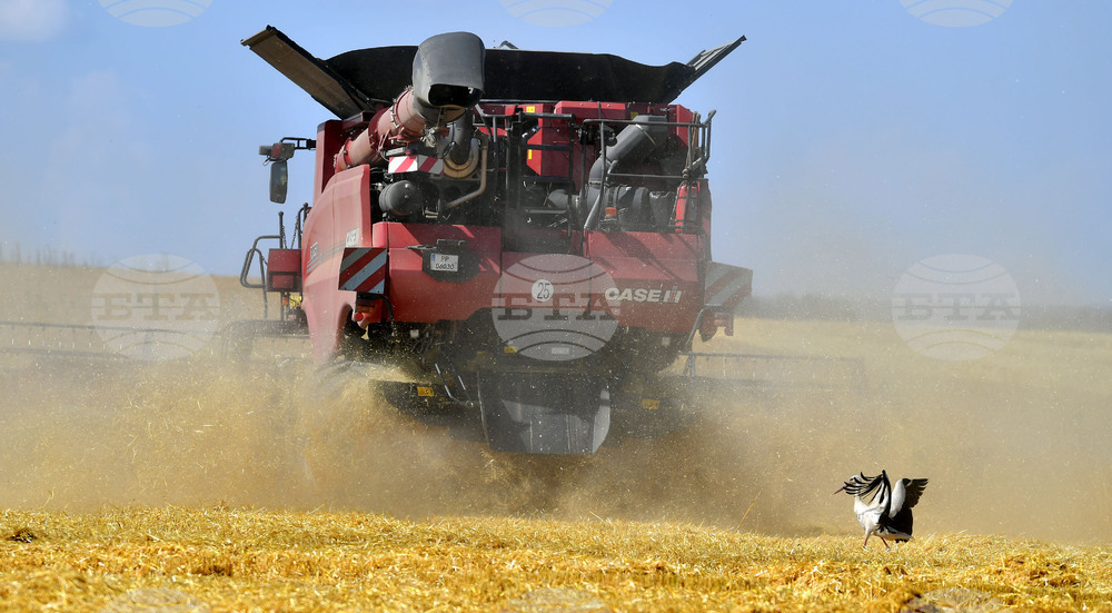 Село Тодорово - жътва - щъркели