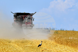 Село Тодорово - жътва - щъркели