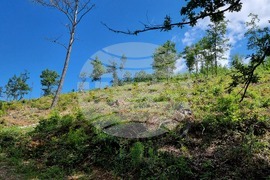 Берковица - засаждане нова гора