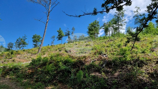 Берковица - засаждане нова гора 