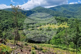 Берковица - засаждане нова гора
