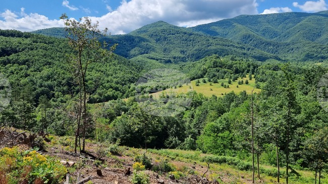 Стогодишен юбилей на "Седмицата на гората" ще отбележат в Берковица