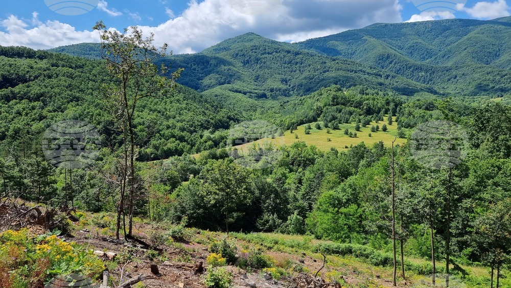 Берковица - засаждане нова гора