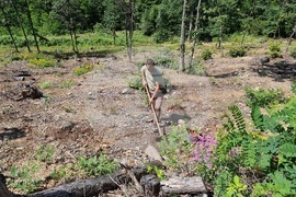 Берковица - засаждане нова гора - Виктор Илиев