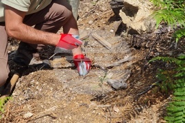 Берковица - засаждане нова гора