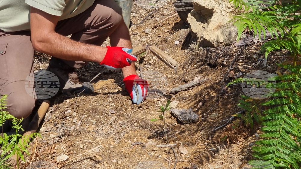 Берковица - засаждане нова гора
