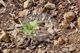 Берковица - засаждане нова гора