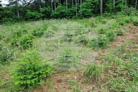 Берковица - засаждане нова гора