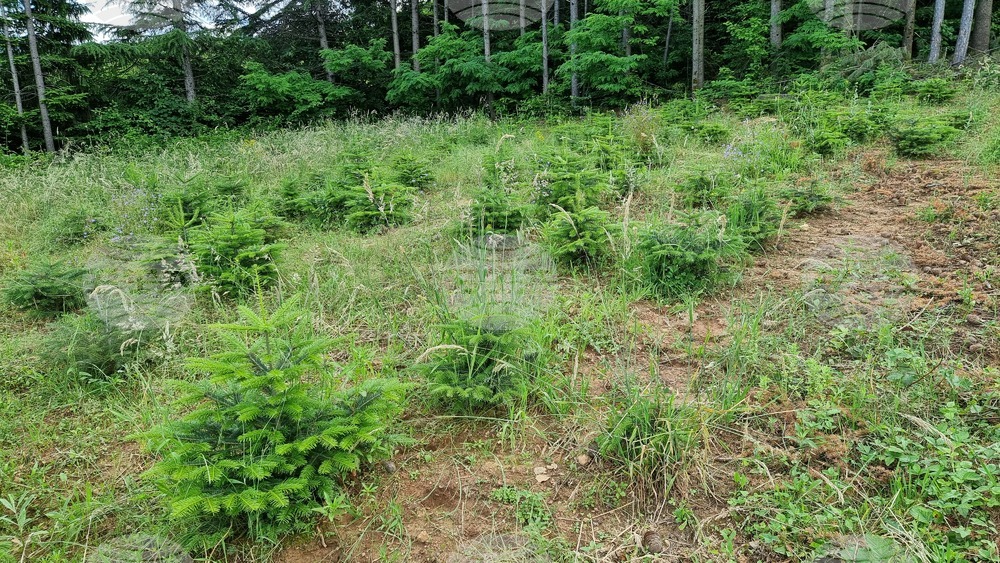 Area of ​​10 Ha in Zimnicea, Svishtov to Be Afforested to Prevent Floods