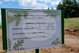 Берковица - засаждане нова гора