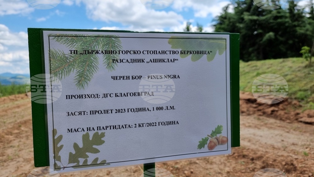 Берковица - засаждане нова гора