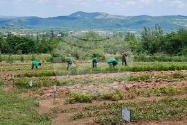 Берковица - засаждане нова гора