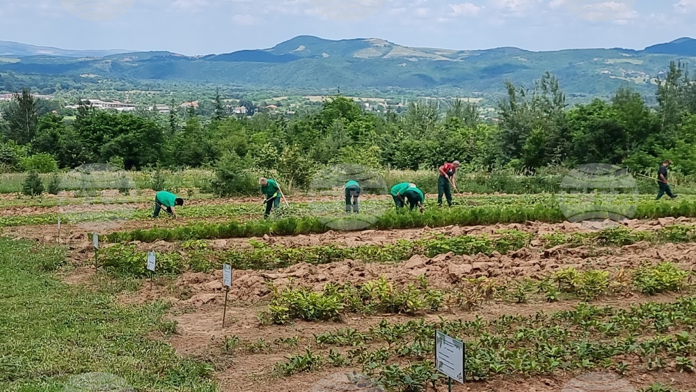 Берковица - засаждане нова гора